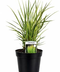 ca8ea5bcbe0fa234dd64f5ffa9617f84