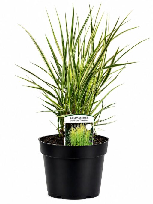 ca8ea5bcbe0fa234dd64f5ffa9617f84