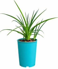 c908b92fc144c6a3359c35350a1e962e