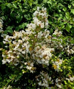 c52bfabe51149178673d8da5f6a6dd34