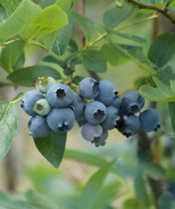 3eedc251cd27e6fb8c608ce20a24163d