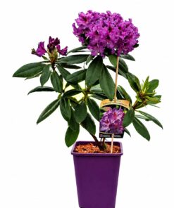 7749470664ce10877509f50203917455