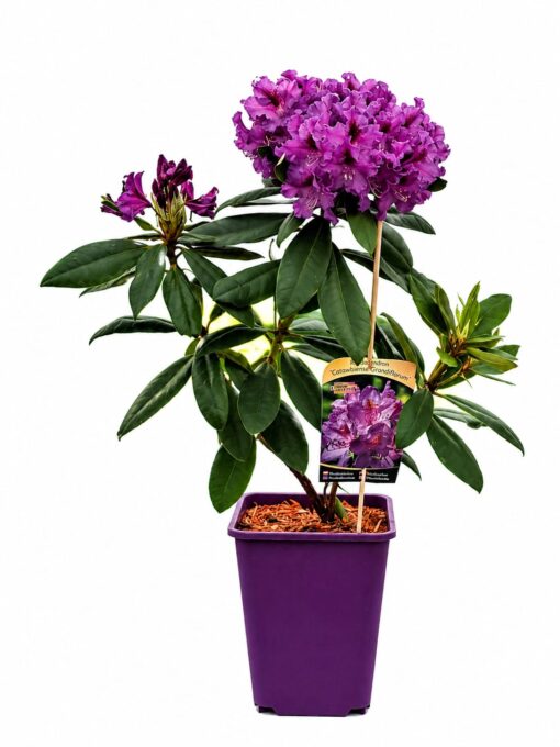 7749470664ce10877509f50203917455