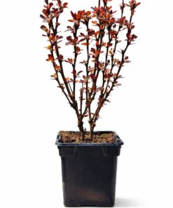 168ad12052c5cfdfea990235c2782f0d