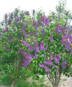 9baffa6546e028d98f20130fa3ed9124