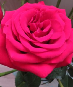 20d77dd655de4ff0abd1b4c3495056c5