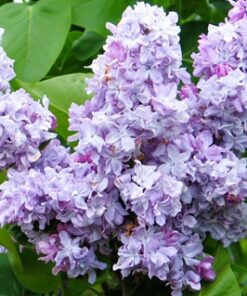 ae95104d0076d414084fc7e751979cd9