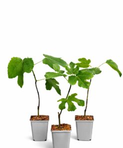 869af231cefaf016b4064308bc677246