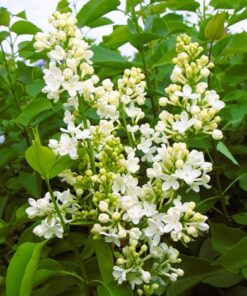 9ee58cdb236cfb9f8bc4440aef8f72e6