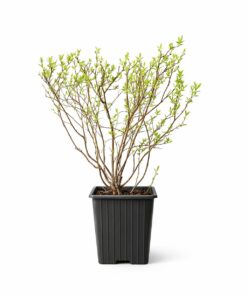 61a6e058ca78c946b66bc2f80cb372d6