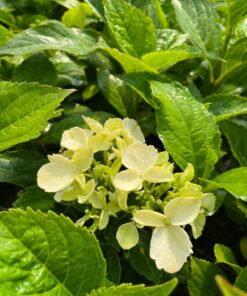 39543bf722985aab815aa1376053d74f