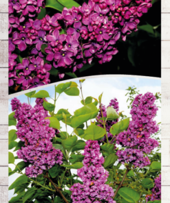 a4247dcbb2d2d02465470721beaba542