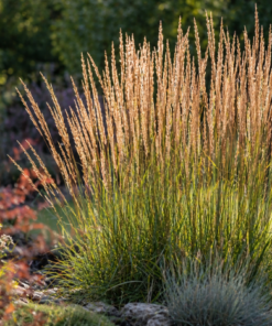 c4b0f74ea8035e8310db5413f6fca472