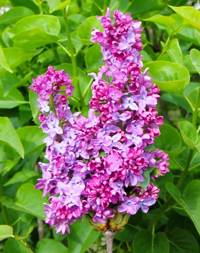 1c903c5c84df60deeca34bad44031bb6