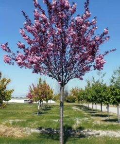 7452a2cb266527008f4861373857e412