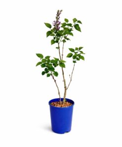 c2c18253edd41f4051cdb2d2daa8d5b8