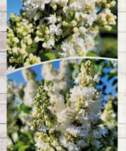 70db3a41ac4fdb11bb39d5ad4ac75ff6