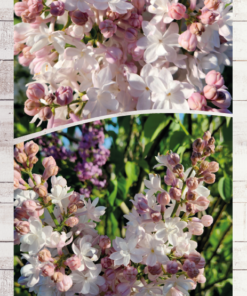 d06d433987951d677bf51563b8f37205