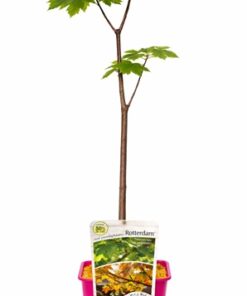 0d7ac8b5495bcaa83b9eba440970c00c