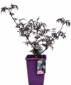 d429be453174c70bee2c6527634ded0f