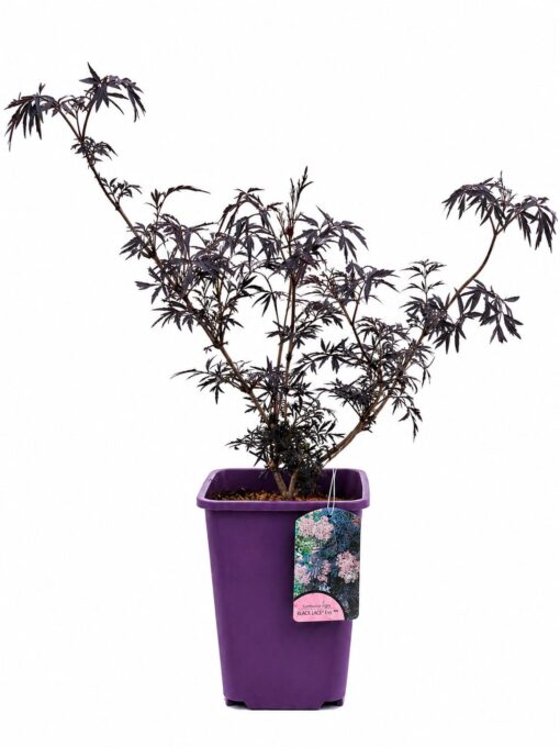 d429be453174c70bee2c6527634ded0f