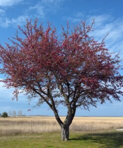 1c0cf8a43d7b02f4c4ff149dd6c0620e