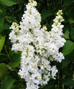 8c7194300a44b3fdcb2329e01d9c2427