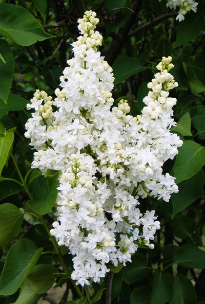 8c7194300a44b3fdcb2329e01d9c2427