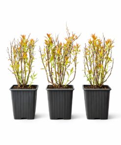 4a1713206a92666abd43de2605e7b36b