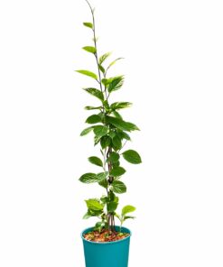 fdd6f277defcf7187f5e1517bfed6f5e