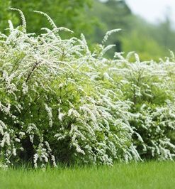 ffec97b1bc3f575bbb04c7012f43d17b