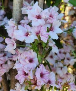 ca22bc2bcf2806a32dfbb1ed32486dc8