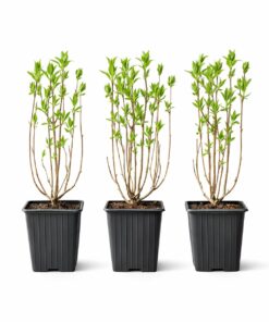 5b64753c89a81265e058c409e9dcc999