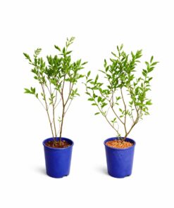 41c81c7b6ca370c35a4b7fcb70ed42b3