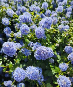 797e4c6409759511fae9dfa7d4e9caaf