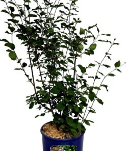 74bccaaaf779c889e16b49c78ea9d901