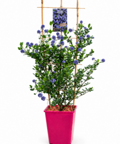 f90a0789c962f831ca91c965c08d5924