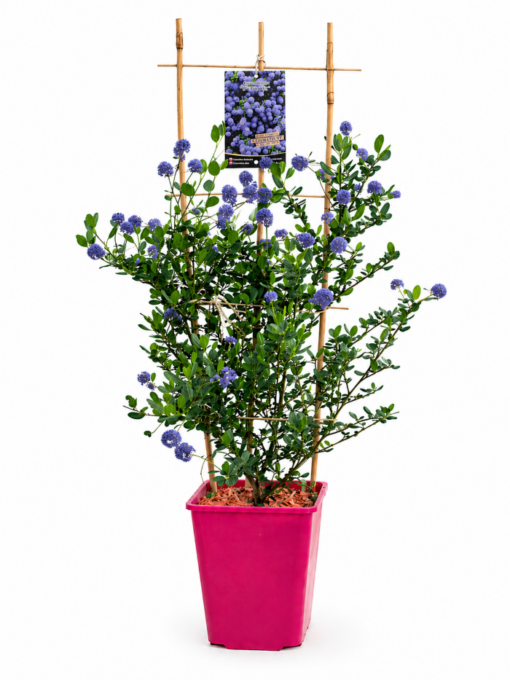 f90a0789c962f831ca91c965c08d5924