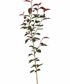 5c0f31e467c88d65fcff7812fed80cdf