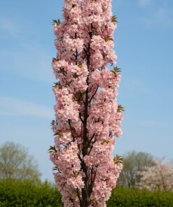 188dcebacb3bb8ce829b57611935112c