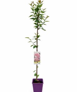 8023b32d462d8f3e1e204ecc4a3dff41