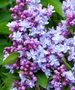 6f569694fd66648b4b1d1efd84d16203