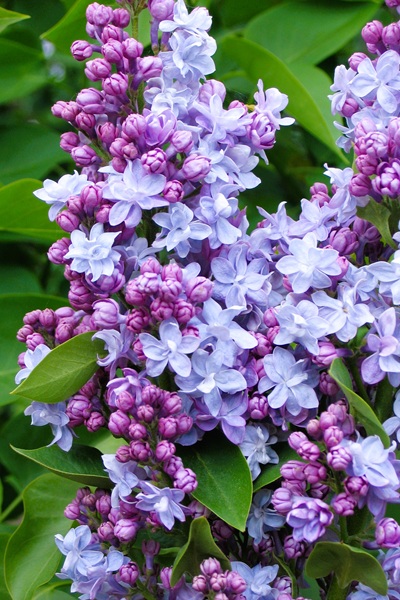 6f569694fd66648b4b1d1efd84d16203