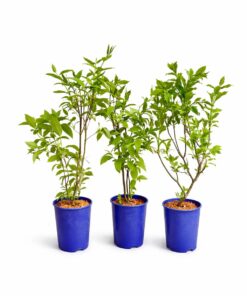 6efdbba522df1e72c85b9d21b6fb1fd9