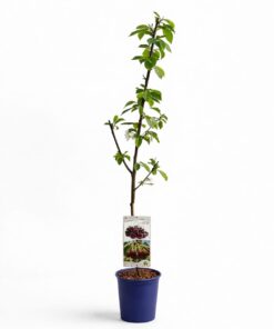 ae060ba92177b28f50df40de490f57c3