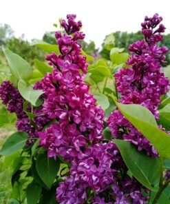 805178308db50e9684a933cca485c530