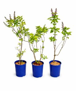 422a9f86dcfa46682a5cbeb36d2a70c2