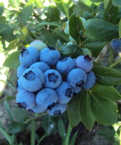 ec9f966110b98442d539d6d79dfcaf96