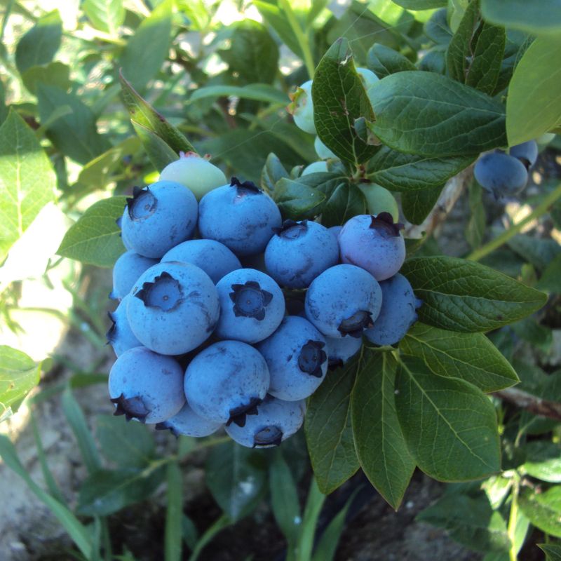 ec9f966110b98442d539d6d79dfcaf96