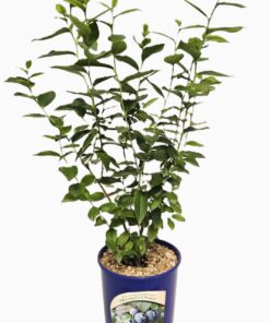 afa2f8e0200f715063414db184620dc5